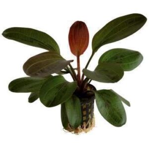 Echinodorus Cordifolius Leopard Plant — Echinodorus cordifolius 'Leopard'