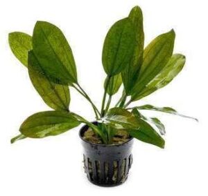 Echinodorus Uruguayensis Live Plant — Echinodorus uruguayensis