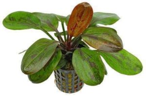 Echinodorus Muricatus Hybrid Red Plant — Echinodorus muricatus 'Hybrid Red'
