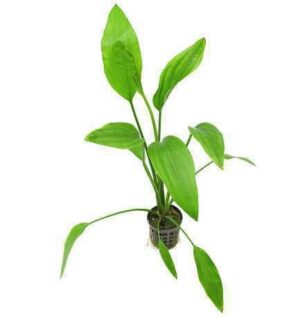 Echinodorus Latifolius Live Plant — Echinodorus latifolius