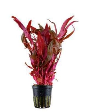 Alternanthera Sessilis Live Plant — Alternanthera sessilis