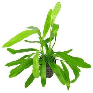 Echinodorus Tenellus Live Plant — Echinodorus tenellus