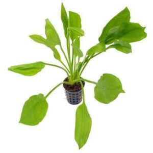 Echinodorus Rubra Live Plant — Echinodorus rubra