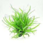 Hygrophila Difformis Variegated Plant — Hygrophila difformis 'Variegated'