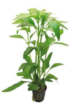 Hygrophila Polysperma Live Plant — Hygrophila polysperma