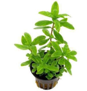 Hygrophila Salicifolia Live Plant — Hygrophila salicifolia