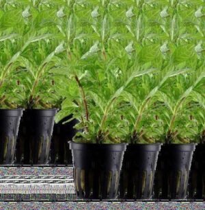 Hygrophila Parawitota Live Plant — Hygrophila 'Parawitota'