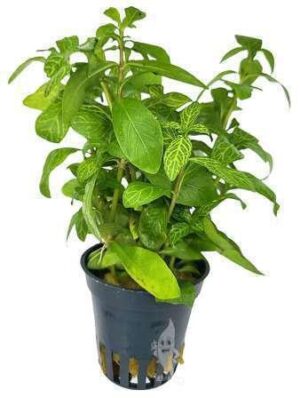 Hygrophila Corymbosa Red Plant — Hygrophila corymbosa 'Red'