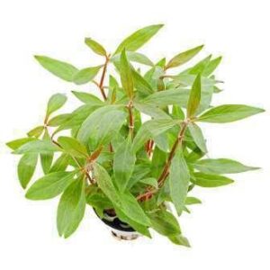 Anubias Barteri Narrow Leaf — Anubias barteri 'Narrow Leaf'
