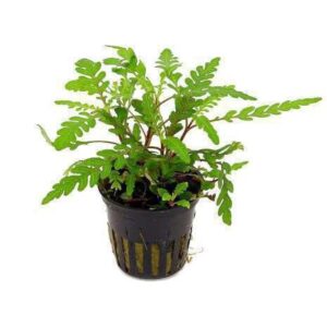 Hydrocotyle Tripartita Live Plant — Hydrocotyle tripartita