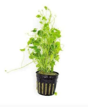 Hedyotis Salzmannii Live Plant — Hedyotis salzmannii