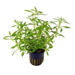 Limnophila Variegated Live Plant — Limnophila 'Variegated'