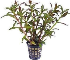 Ludwigia Repens Live Plant — Ludwigia repens