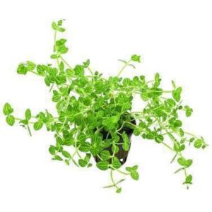 Ludwigia Repens Variegated Plant — Ludwigia repens 'Variegated'