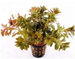 Ludwigia Inclinata Live Plant — Ludwigia inclinata