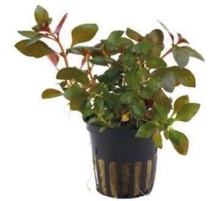 Ludwigia Peruensis Live Plant — Ludwigia peruensis
