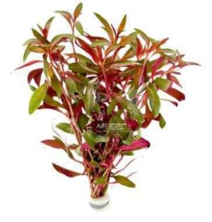 Ludwigia Ovalis Live Plant — Ludwigia ovalis