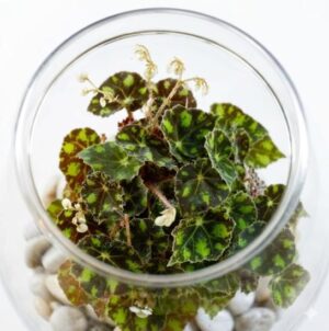 Begonia Tiger Paws Plant — Begonia bowerae 'Tiger Paws'