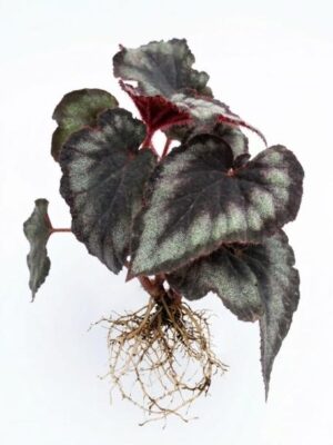 Begonia Rex Black Plant — Begonia rex 'Black'