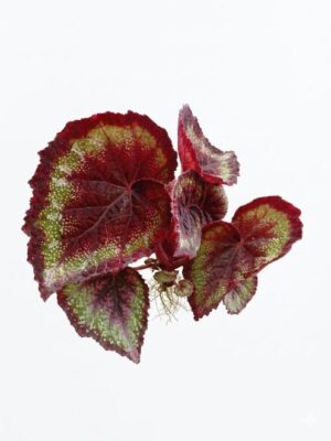 Rex Begonia Red Plant — Begonia rex 'Red'