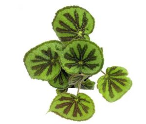 Begonia Masoniana Rock Plant — Begonia masoniana 'Rock'
