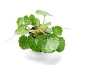Strawberry Begonia Live Plant — Saxifraga stolonifera