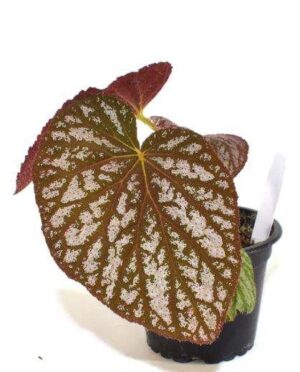 Begonia Caravan Live Plant — Begonia 'Caravan'