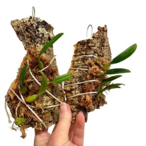 Dendrobium Cernua Mini Plant — Dendrobium cernua