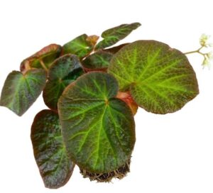 Begonia Manaus Live Plant — Begonia 'Manaus'