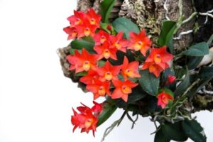 Pachyphyllum Mini Live Plant — Pachyphyllum sp.