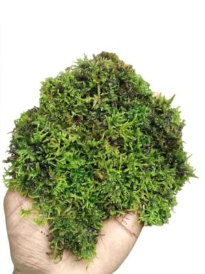 Selaginella Kraussiana Spikemoss Plant — Selaginella kraussiana