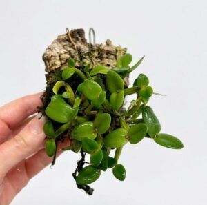 Octoblepharum Moss — Octoblepharum albidum