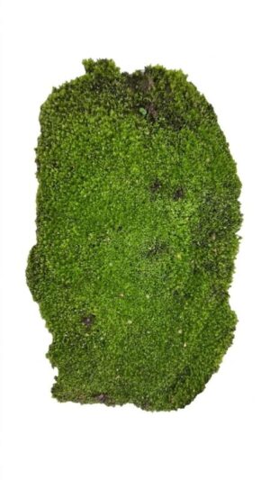 Land Cushion Moss Plant — Leucobryum glaucum