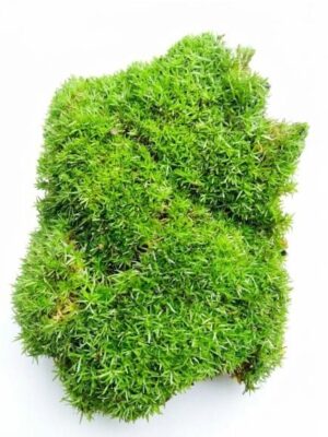 Terrarium Sheet Moss Plant — Hypnum sp.