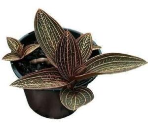 Neoregelia Van Durme Plant — Neoregelia 'Van Durme'