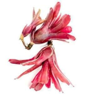 Neoregelia Ampullacea Live Plant — Neoregelia ampullacea