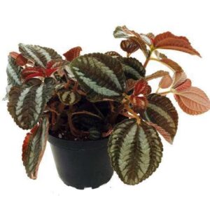 Neoregelia Tabby Live Plant — Neoregelia 'Tabby'