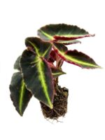 Begonia Kingiana Mini Plant — Begonia kingiana