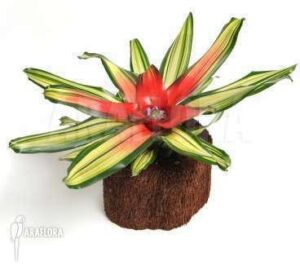 Cryptanthus Elaine Live Plant — Cryptanthus 'Elaine'