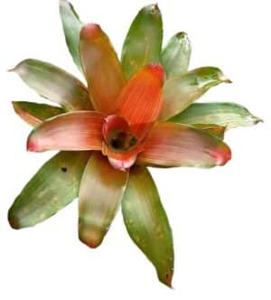 Neoregelia Hannibal Lecter Plant — Neoregelia 'Hannibal Lecter'
