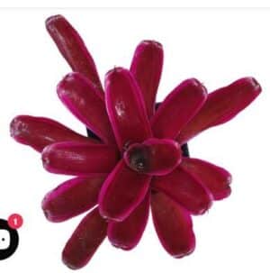 Neoregelia Rosy Fireball Plant — Neoregelia 'Rosy Fireball'