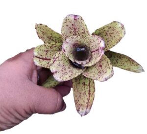 Neoregelia Orange Crush Plant — Neoregelia 'Orange Crush'