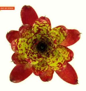 Neoregelia Hot Embers Plant — Neoregelia 'Hot Embers'