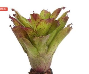 Neoregelia Angel Face Plant — Neoregelia 'Angel Face'