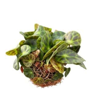 Begonia Listada Live Plant — Begonia listada