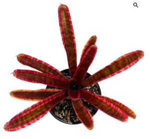 Neoregelia Shelldance Live Plant — Neoregelia 'Shelldance'