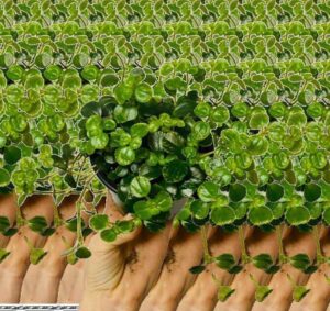 Earth Star Cryptanthus Plant — Cryptanthus bivittatus