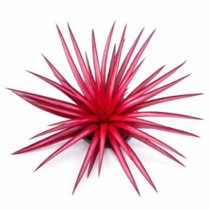 Bromeliad Firecracker Live Plant — Aechmea recurvata
