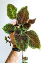 Juwel Orchid Ludisia Plant — Ludisia discolor