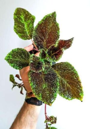 Juwel Orchid Ludisia Plant — Ludisia discolor